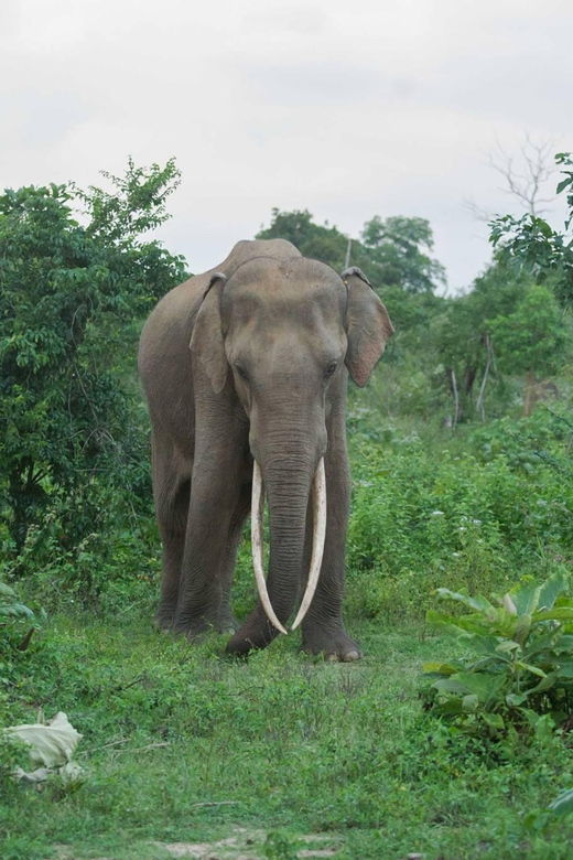 Udawalawe National Park Day Tour - Tour Overview and Pricing
