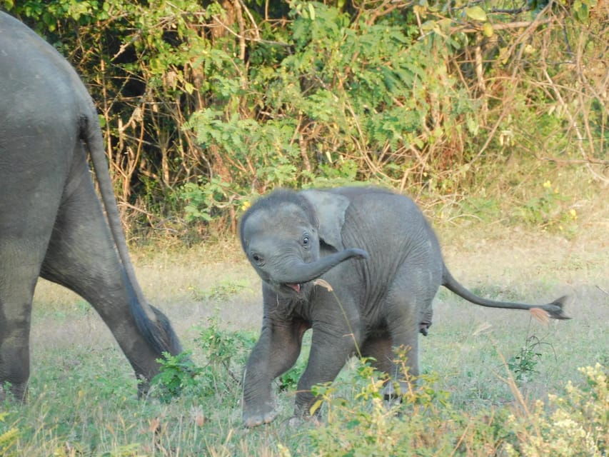 Udawalawe Safari and Elephants Orphange Tour From Hambantota - Tour Overview