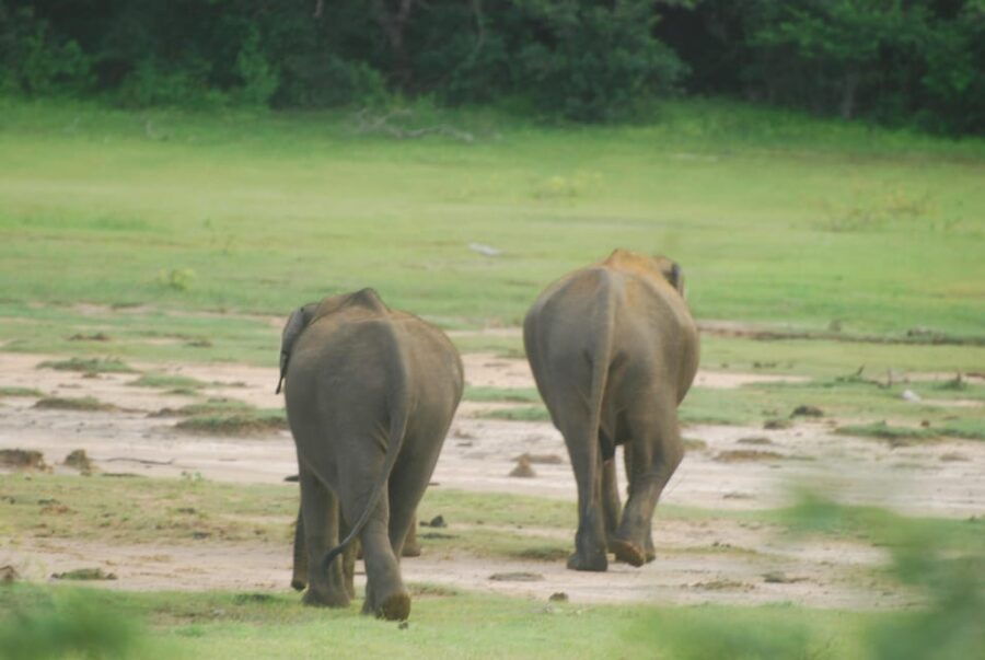 Udawalawe Safari & Baby Elephant Center From Cruise Ships. - Overview of the Safari Experience