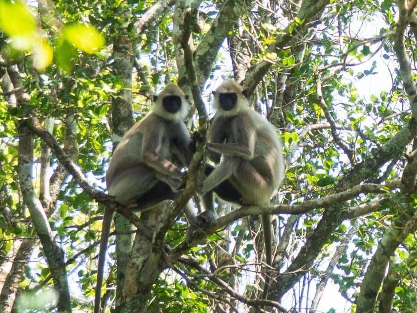 Udawalawe Safari | PRIVATE TOUR 🐘 - Overview of Udawalawe Safari