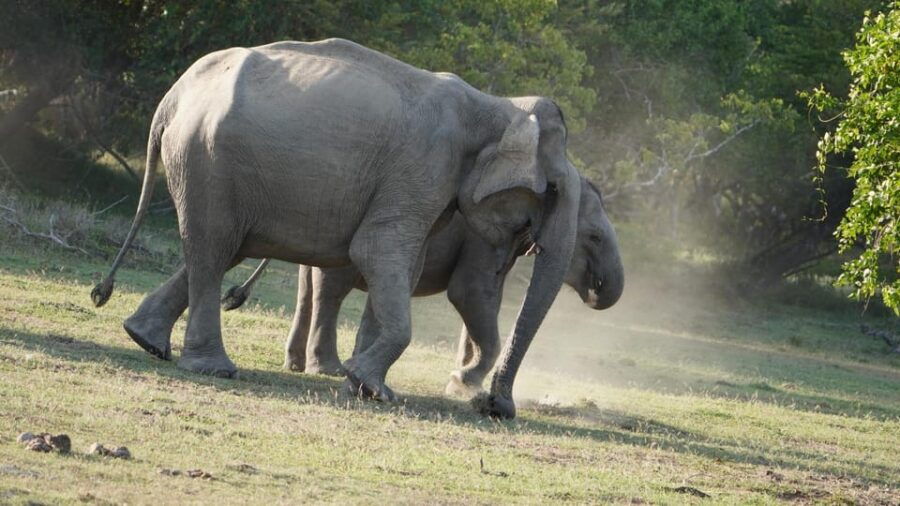 Unforgettable Full Day Kumana National Park Safari With Fun