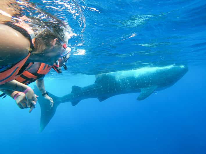Whale Shark Adventure From Isla Mujeres