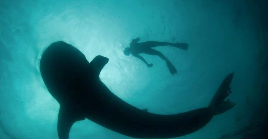 Whale Shark Adventure With Marine Biologists, 4-Hour Tour - Tour Overview