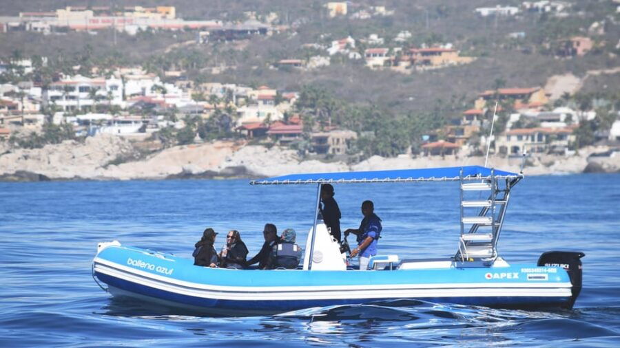 Whale Watch Cabo: Zodiac Whale Adventure - FREE Photos - Tour Overview