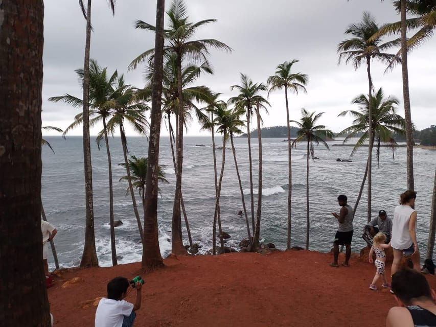 Whale Watching Day Tour to Mirissa - Tour Overview and Pricing
