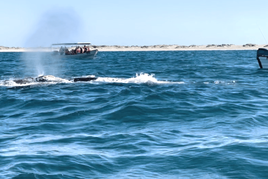Whale Watching Tour in La Paz - Tour Overview and Pricing