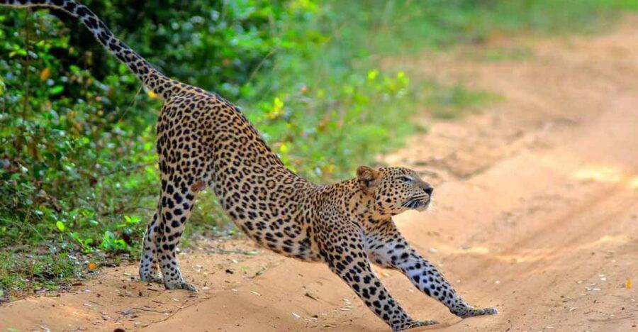 Wilpattu: Jeep Safari Day Tour From Sigiriya - Tour Overview and Pricing