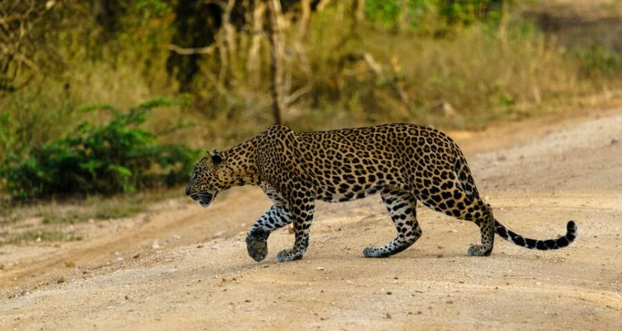 Wilpattu National Park : Full Day Safari (06:00am - 18:00pm) - Safari Overview