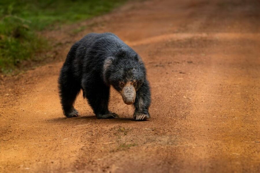 Wilpattu National Park - Full Day Safari (06:00am - 18:00pm) - Safari Overview