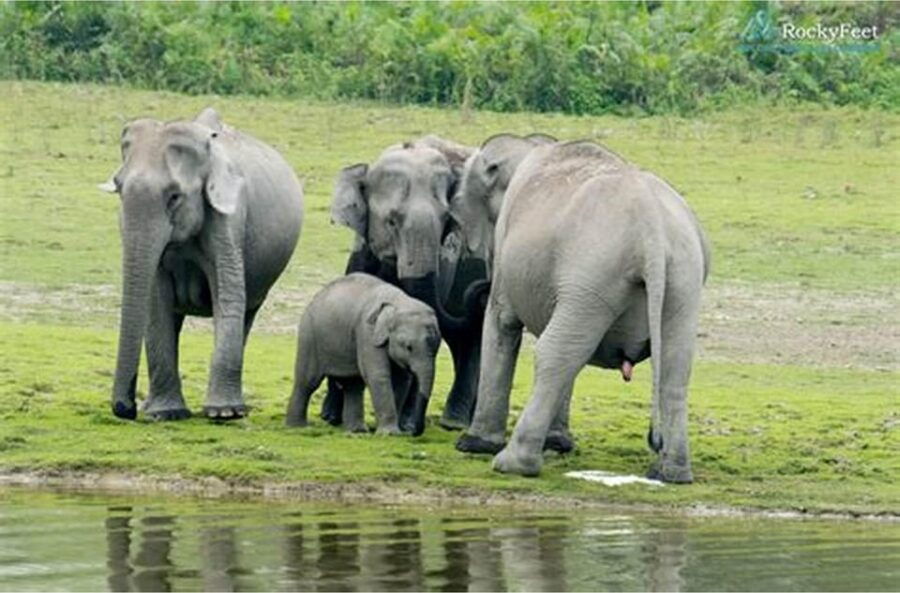 Wilpattu National Park:Full-Day Jeep Safari From Trincomalee - Overview of the Safari
