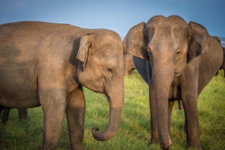 Wilpattuwa National Park Full/Half Day Private Safari - Safari Overview and Pricing