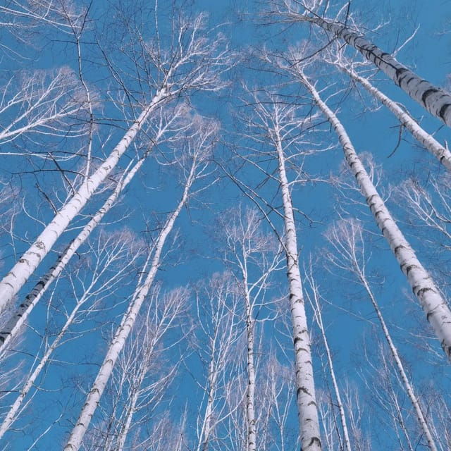 Wondae-ri Birch Forest and In-je Maebawi Icewall Day Tour - Tour Overview