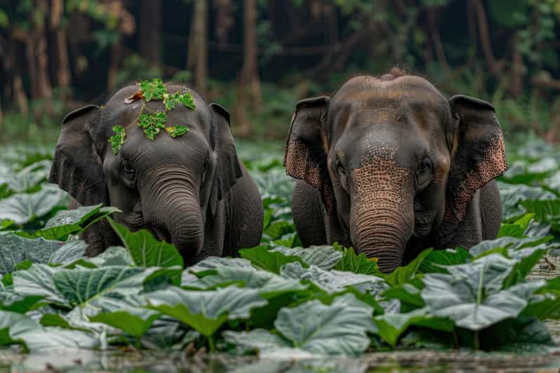 Yala Block 5 & 6 (Weheragala & Lunugamwehera) Safari Tours