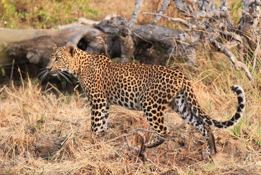 Yala National Park 7 Hours Private Tours