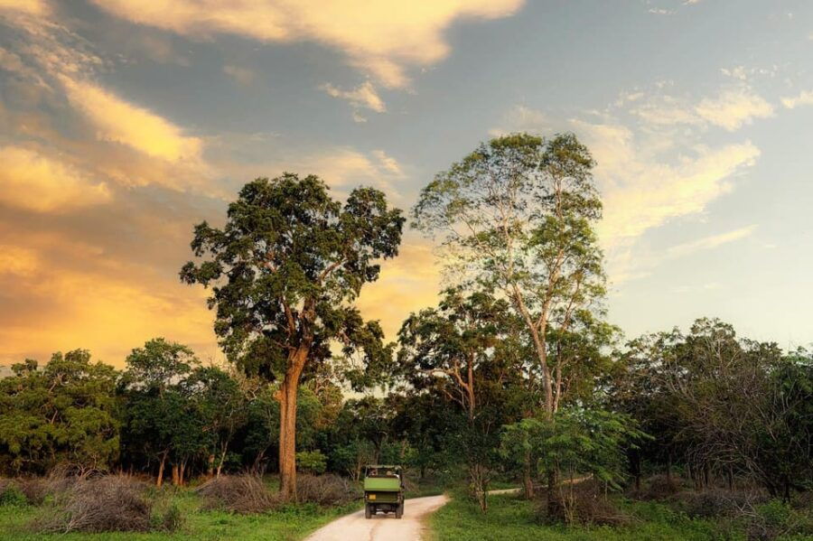 Yala National Park - ALL INCLUSIVE PRIVATE 4*4 Safari Tour - Safari Tour Overview