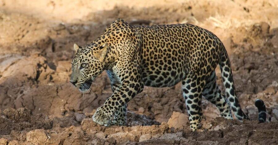 Yala National Park: ALL INCLUSIVE PRIVATE Safari Tour - Tour Overview and Pricing