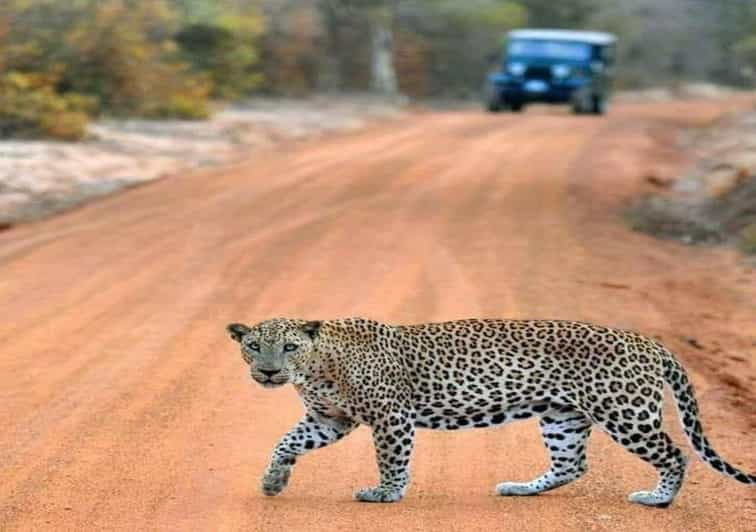 Yala National Park: Early Morning or Evening Private Safari - Safari Overview and Highlights