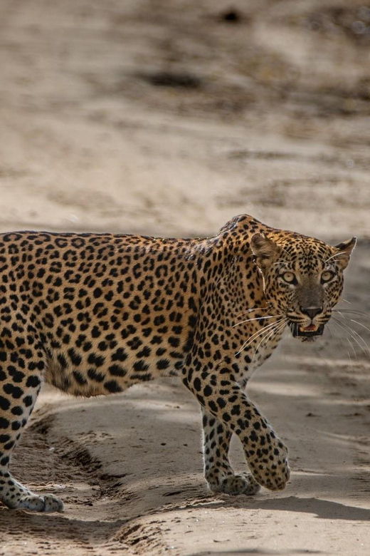 Yala National Park : Full Day Safari ( All-Inclusive )