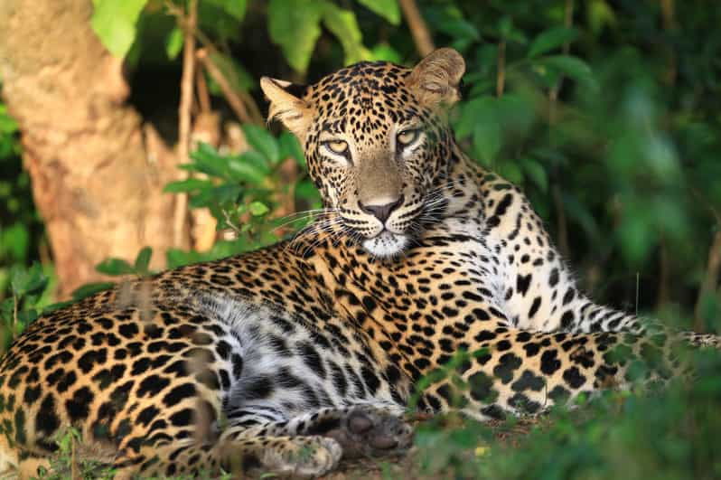 Yala National Park: Full-Day Safari Tour From Colombo - Overview of Yala National Park