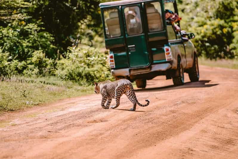 Yala: National Park Half Day Safari From Colombo