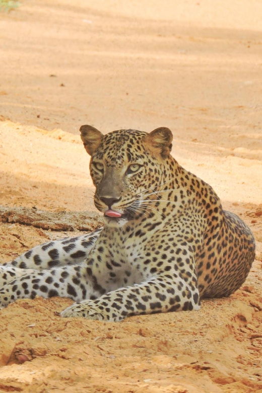 Yala National Park: Half Day Safari With Yala Odyssey Tours