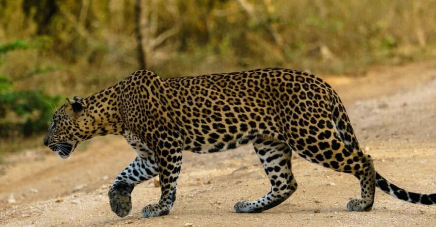 Yala National Park : Inclusive Full Day Safari (4:30-18:00)