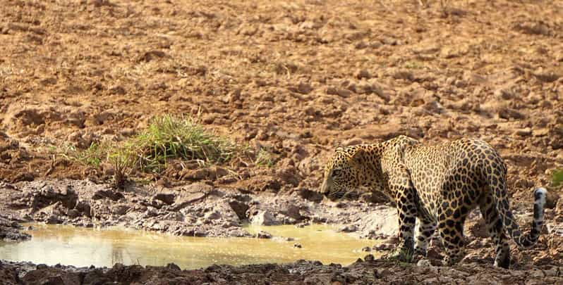 Yala National Park: Morning Afternoon Safari (All Inclusive)