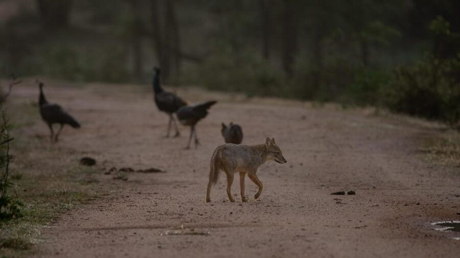 Yala National Park: Private Full Day Safari (04:00-18:00)