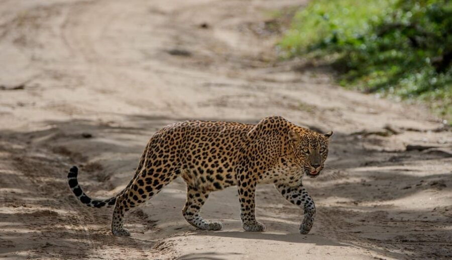 Yala National Park: Private Full Day Safari (04:00-18:00) - Tour Overview and Pricing