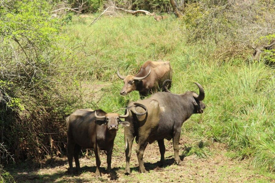 Yala National Park : PRIVATE Full Day Safari (04:30-18:00) - Safari Overview and Pricing