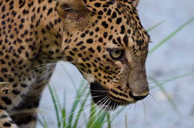 Yala National Park: PRIVATE Wilderness 4*4 Safari Tour - Tour Overview and Pricing