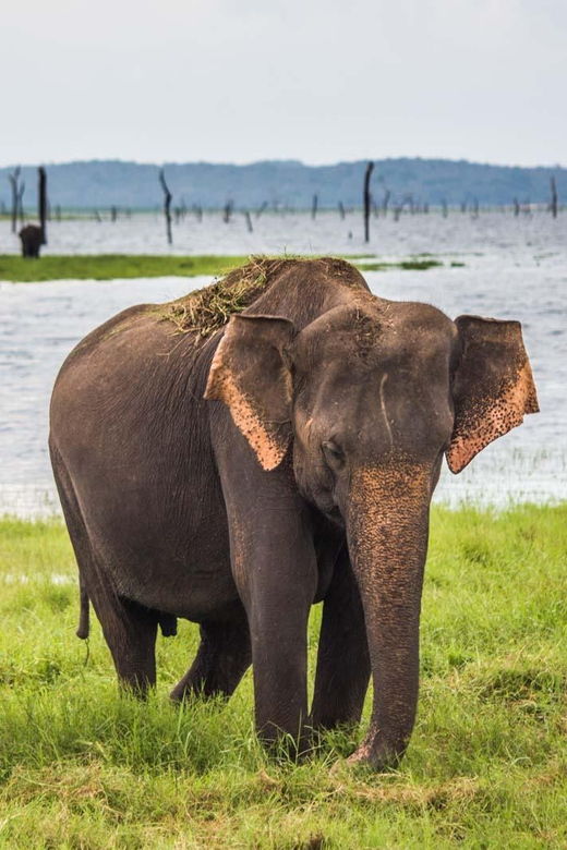 YALA National Park Safari From MIRISSA - Overview and Pricing