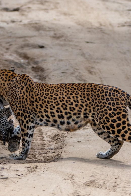 Yala National Park: Thrilling Wild Morning Afternoon Safari