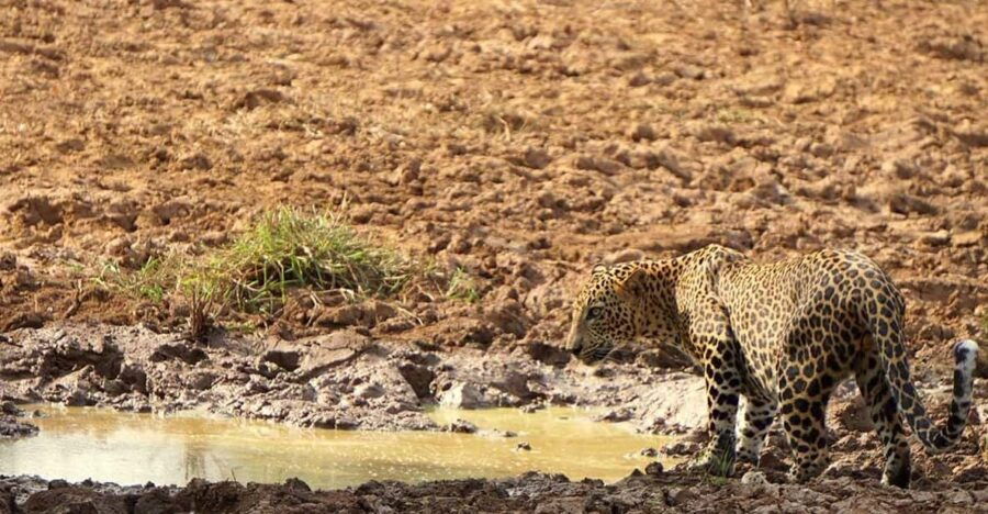 Yala National Park:Full Day Safari (4.00am-6.00pm)