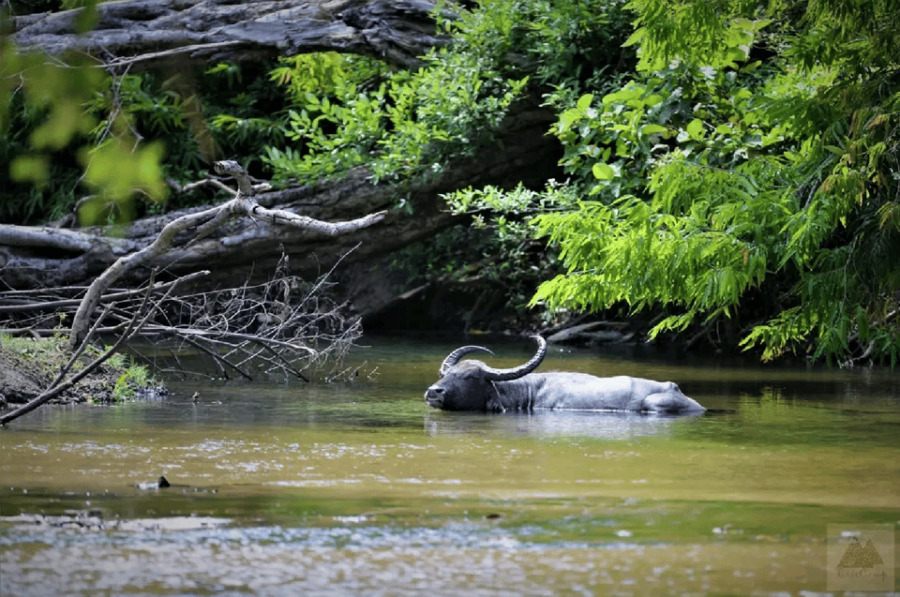 Yala Private Safari Tour Guided by a Professional - Overview of the Tour