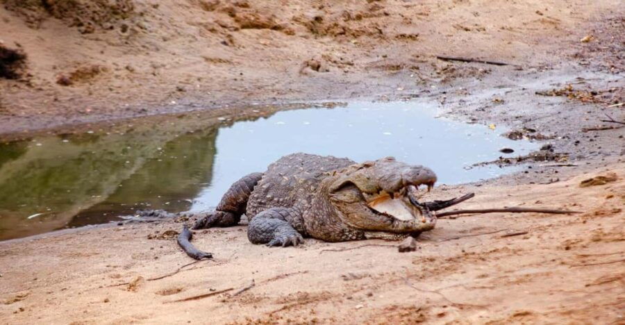 Yala Safari With Jeep & Entrance Tickets From Colombo