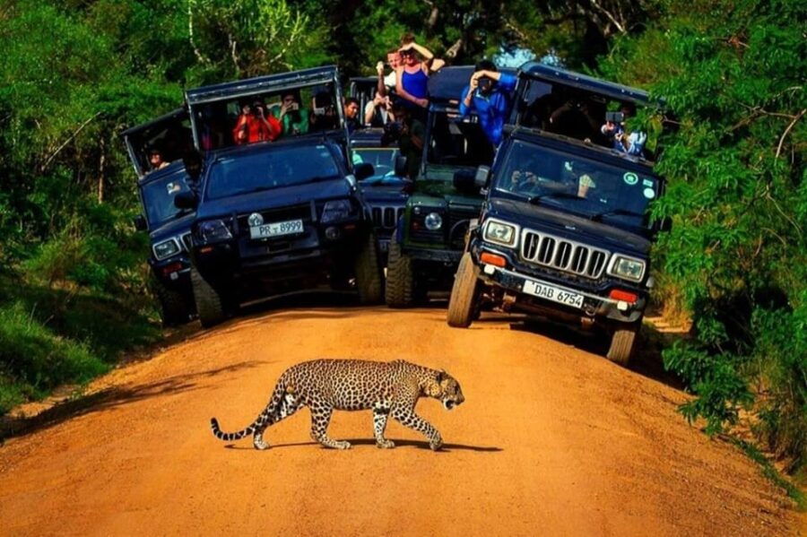 Yala: Yala National Park Safari With Private Jeep