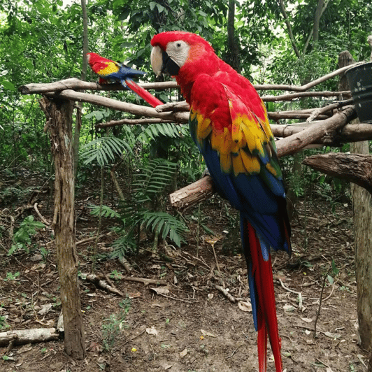 Zoological Park - Aluxes Palenque: Wildlife Conservation Tour - Tour Overview