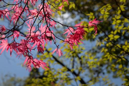 Sen-no-Mori - Accommodation Options