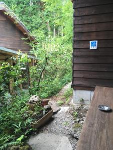Shanbai Taro Tree Syaranoki - Guest Reviews