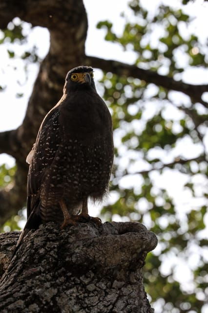 Udawalawe Safari | PRIVATE TOUR 🐘 - Pricing and Discounts