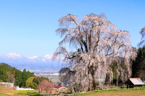 Fujiiso (Adult Only) - Guest Experience