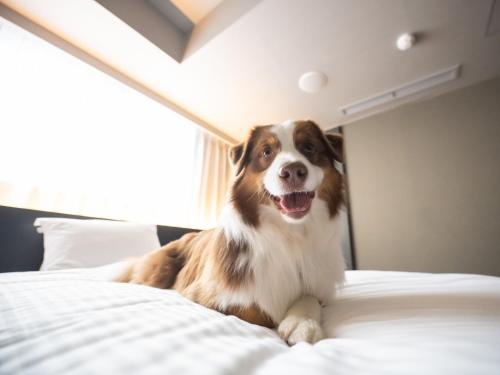 Hotel Anddoggy Kyoto Nijo - Room Features and Amenities