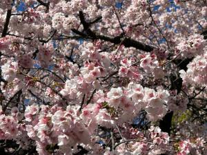 Hotel Crystal Adult Only - Guest Policies