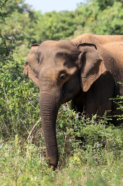 Udawalawe Safari | PRIVATE TOUR 🐘 - Wildlife to Expect