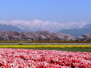 Hotel Ogawa - Guest Reviews and Ratings