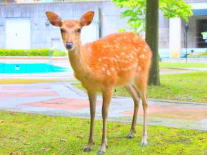 Reyzenit Kinosaki Suite VILLA - House Rules