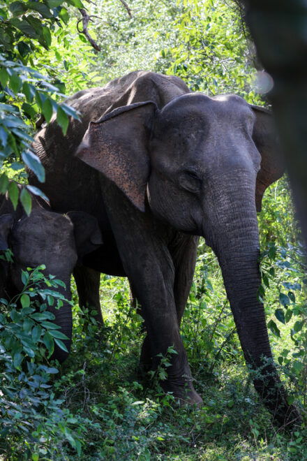 Udawalawe Safari | PRIVATE TOUR 🐘 - Guided Safari Experience