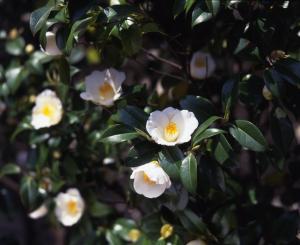 Yadoya Tsubaki - Frequently Asked Questions