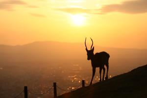 Nara Hotel - Frequently Asked Questions